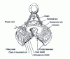 Figure 13 - Circular lifting electromagnet (doc. Lenoir)