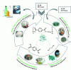 Figure 8 - Enzymatic recycling: a promising solution for a circular PET economy (based on [45])