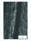 Figure 10 - Darkfield image of ultra-stretched polyethylene. The crystalline figures are aligned along the stretching axis.