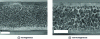 Figure 4 - Optical
micrographs of cell structures