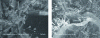 Figure 17 - SEM images of the interface between gypsum and grey polyurethane pieces (Y2PG sample)