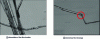 Figure 5 - Examples of the behavior of fiber bundles in flow [10].