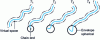 Figure 2 - Creeping macromolecular chains