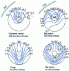 Figure 12 - Axial wake maps for various ship types
