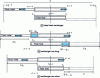 Figure 17 - Influence of heat exchanger length on acoustic fluid displacement: illustrations of fluid displacements