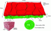 Figure 4 - Multiscale characterization of the GDL (Gas Diffusion Layer), an assembly of MPL (Micro-Porous Layer) and GDM (Gas Diffusion Medium), in a fuel cell using X-ray tomography and FIB-SEM (after [7]).