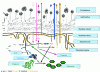 Figure 7 - Diagram of some of the microscopic processes that occur during the development of filamentous fungi grown in solid-state fermentation (SSF).