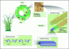 Figure 18 - Origin and structure of cellulose (doc. Sté Chimique de France)