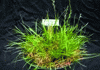 Figure 2 - Ryegrass used as a bioaccumulator of heavy metals