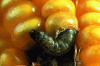 Figure 5 - European corn borer caterpillar emerging from an ear of corn. The resulting wound is a source of infection for the ear of corn by fungi that are toxic for feeding (photo: Christophe Buisson, INRA La Minière).