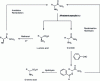 Figure 6 - Enantioselective DSM process for the production of D or L amino acids using L-specific amidase from Pseudomonas putida
