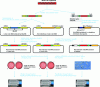 Figure 3 - Main Methods for Constructing Recombinant Baculoviruses