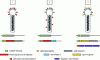 Figure 8 - New Strategies for Vaccine Development Using Pseudotyped Baculoviruses