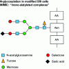 Figure 9 - N-glycosylation in MIMIC-modified cells