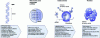 Figure 1 - The process of protein synthesis (based on 2)