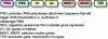 Figure 3 - General structure of the transgene