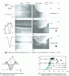 Figure 6 - Morphology of plastic
flow induced by a ball...