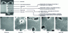 Figure 19 - Macro- and microstructure of the FI-welded N18/N18 bond, after heat treatment (from [19])