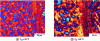 Figure 21 - Polarized light microscope images of polypropylene filaments at ambient air temperatures of 25°C and 50°C (reproduced from [37])