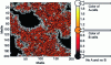 Figure 27 - 2D modeling of bioprinting with cell differentiation and vascularization