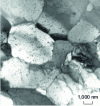 Figure 3 - Microstructure of M5ä