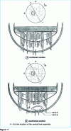 Figure 11 - Three-dimensional representation of the final state of adjustment in the lower plenum (from )