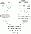 Figure 1 - A symbolic illustration of the formation of concrete [1]