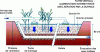 Figure 16 - Vertical-flow reed bed filter (Source: Irstea)