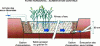 Figure 17 - Horizontal-flow reed bed filter (Source: Irstea)