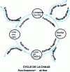 Figure 7 - Lime cycle (Source: École d'Avignon)