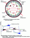 Figure 11 - Armature reaction (Credit: Ben Ahmed)