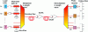 Figure 1 - Example of a long-distance, very high-speed DWDM fiber optic link with external modulation of the laser source (MZ-LN modulator) and transmission through a chain of Nx optical amplifiers (EDFA) with dispersion compensation (DCM) arranged periodically (50-80 km).
