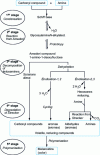 Figure 15 - General diagram of Maillard reactions