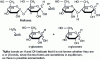 Figure 3 - Acid-catalyzed hydrolysis of maltoses