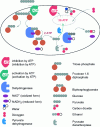 Figure 13 - Metabolism and regulation