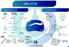Figure 3 - From collagen to gelatin (courtesy of Rheochronos)