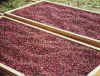 Figure 11 - Dry process: coffee cherries on drying racks (Togo) (Photo: M. Barel)