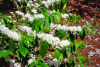 Figure 6 - Coffee tree in flower (photo: M. Barel)
