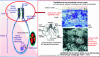 Figure 5 - Particle removal in the pulmonary alveoli and the mucociliary system to be consulted in your online file.