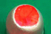 Figure 12 - HET-Cam test on the chorioallantoic membrane of the embryonated egg