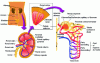 Figure 1 - Diagram of a kidney and diagram of a nephron (source: biologie.univ-mrs.fr)