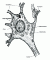 Figure 1 - The cellular body