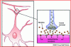 Figure 10 - Action of nicotine on neurotransmission at synapses