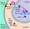 Figure 2 - Nuclear receptor