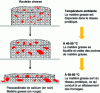 Figure 6 - Evolution of fat and protein network during the spreading process
