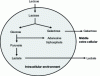 Figure 2 - Simplified homofermentative metabolism in lactic acid bacteria in yogurt [F 6 315]