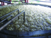 Figure 6 - Alcoholic fermentation of cane wine (courtesy of Damoiseau, Guadeloupe)