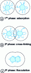 Figure 7 - The different stages of the flocculation process