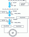 Figure 3 - Beta oxidation of long-chain fatty acids (F.H. Chapelle, 1993 [11])