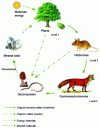 Figure 2 - Trophic organization [8]
